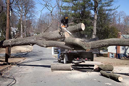 Tree Removal (Hazard Areas)